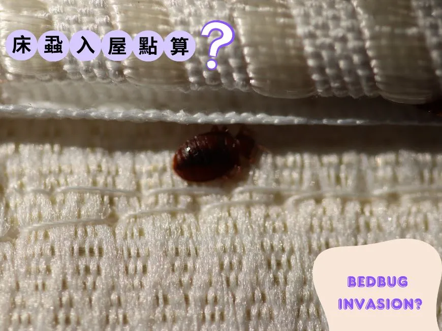 Bedbugs Invading Your Home?  post illustrative image