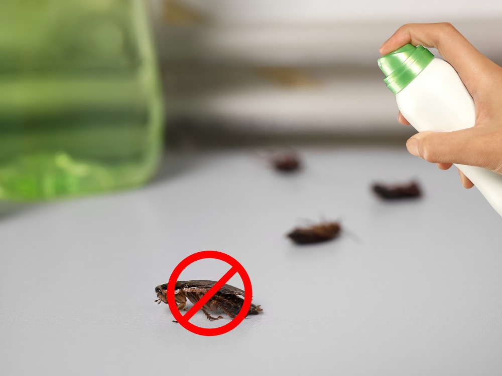 Cockroach Killers and Natural Remedies for A Pest-Free Home  post illustrative image