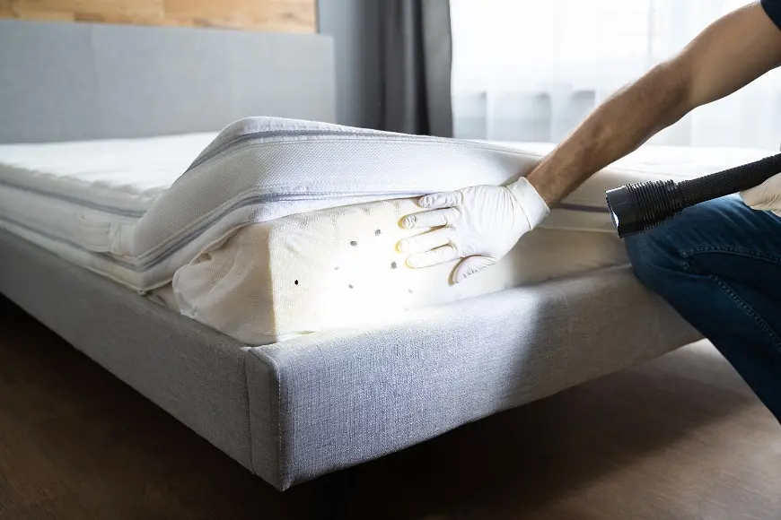 Bedbugs Invading Your Home? post illustrative image