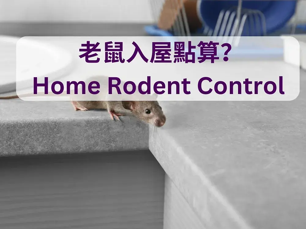 HK Home Rodent Control & Mice Feng Shui Insights post illustrative image